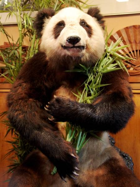 本物 パンダの剥製 熊猫